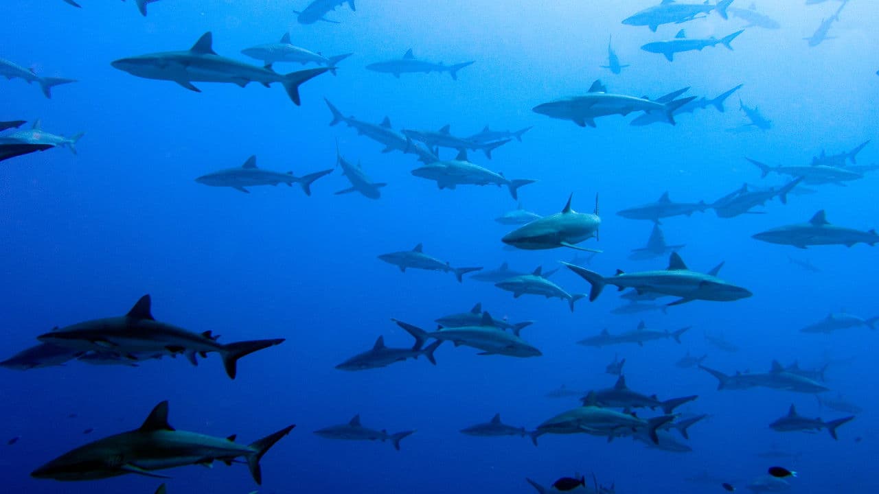 Requins en Amérique : un danger pour l'Homme