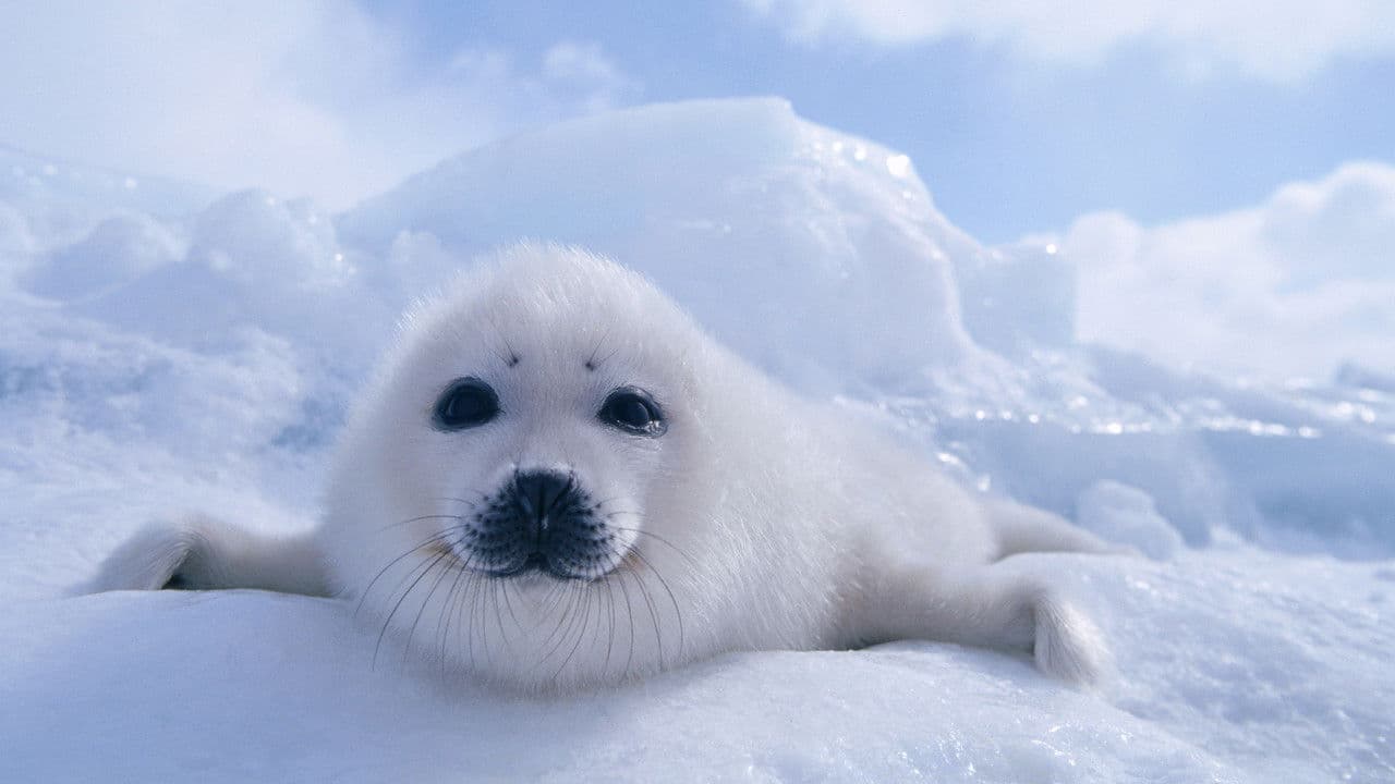 Au coeur du monde arctique