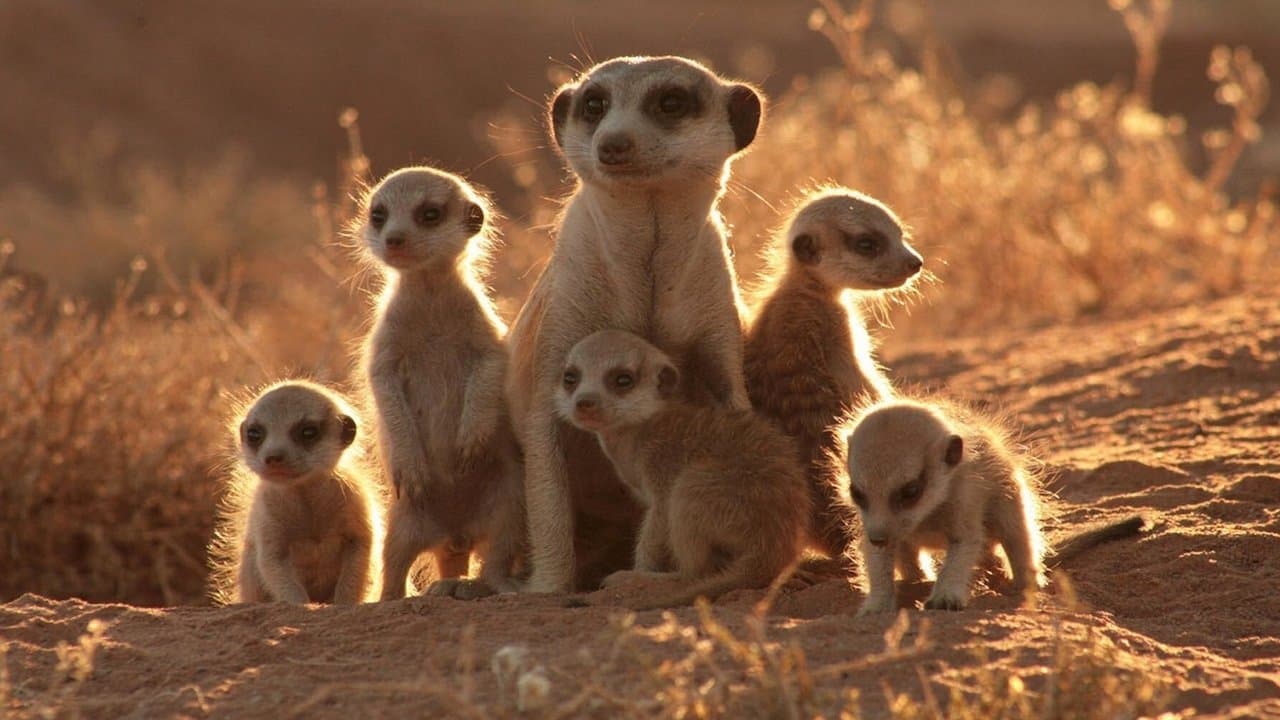 La Famille Suricate