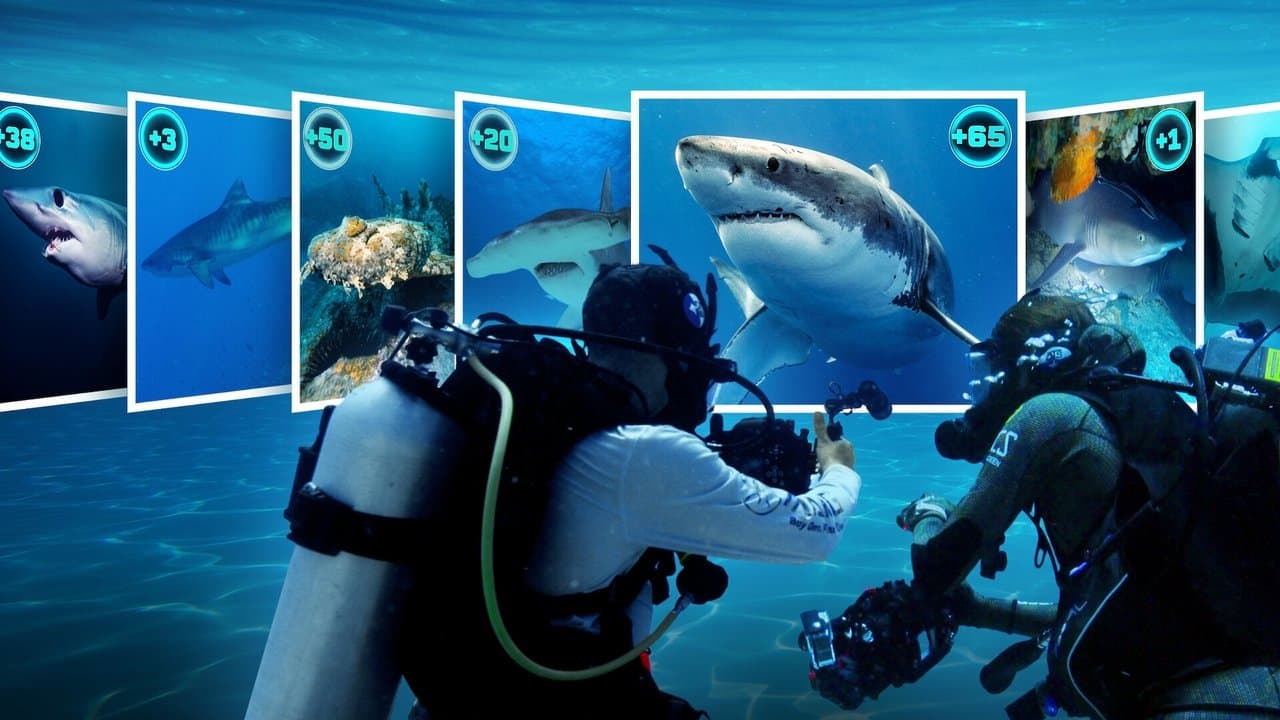 All the Sharks : Trouvez-les tous !