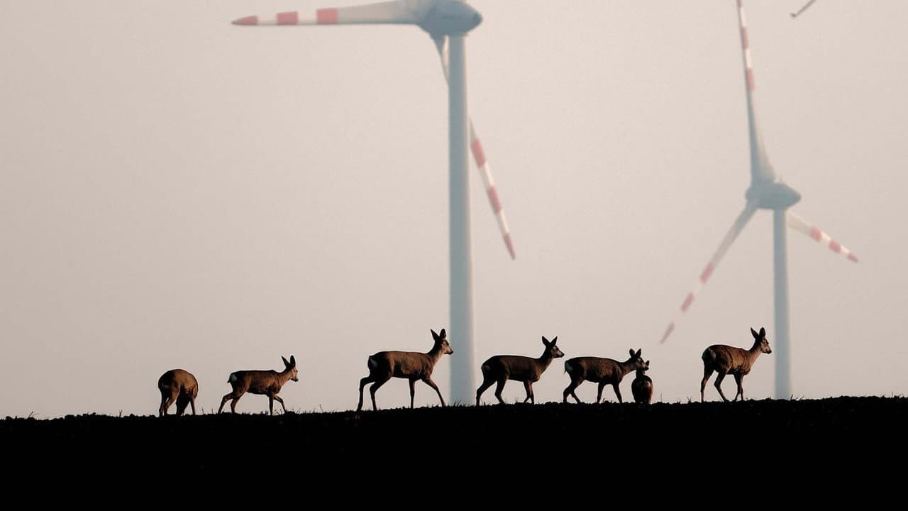 Animaux et humains, la Terre en partage