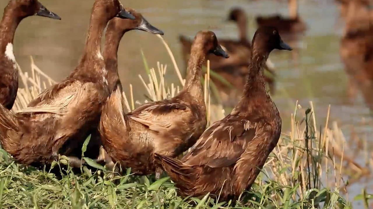 Thaïlande, à l'école des canards