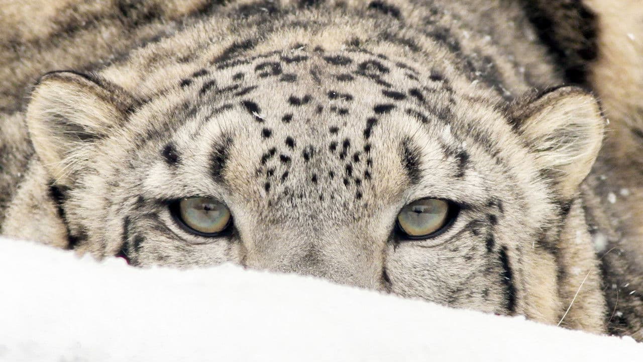 Himalaya, la quête du léopard des neiges