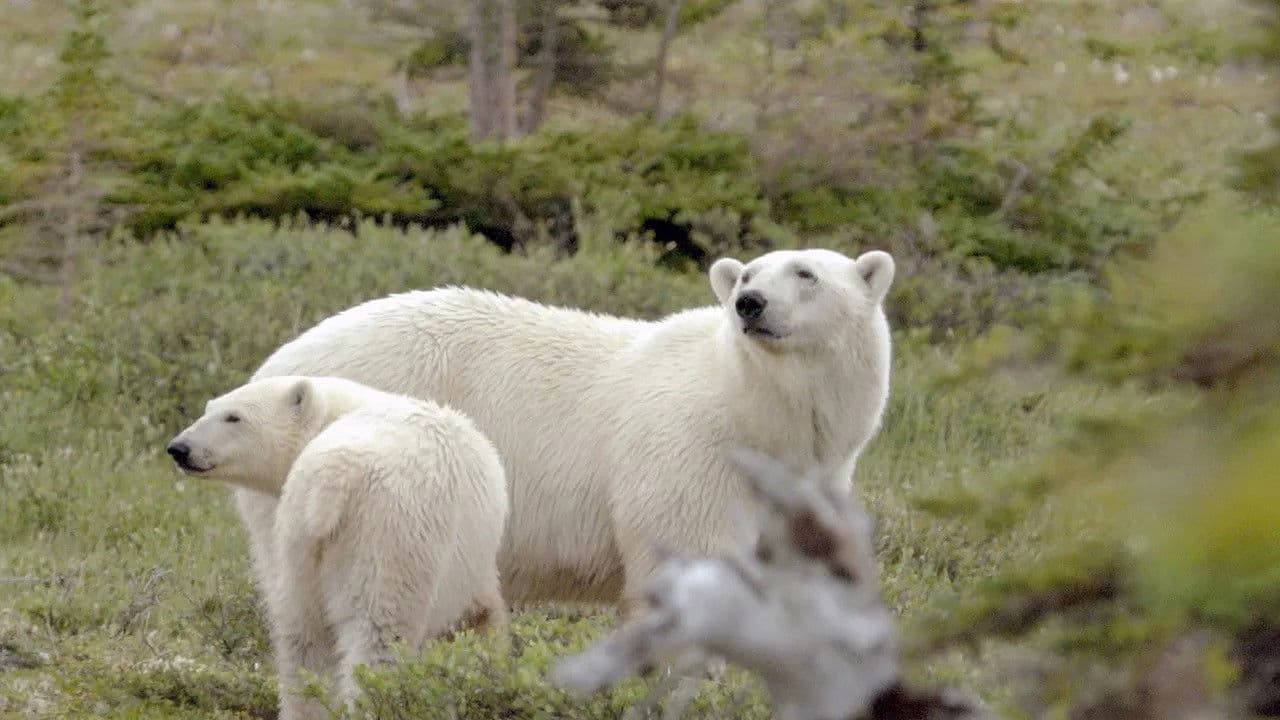 Les parcs nationaux canadiens