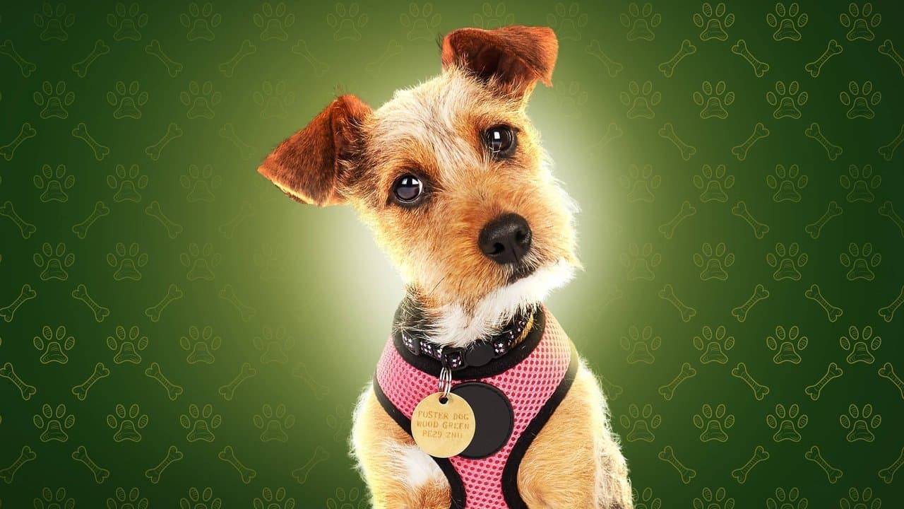 Dog House : Un chien pour la vie