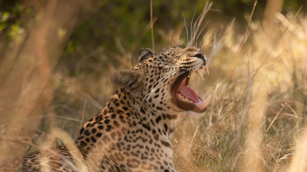 Journal d'un jeune léopard