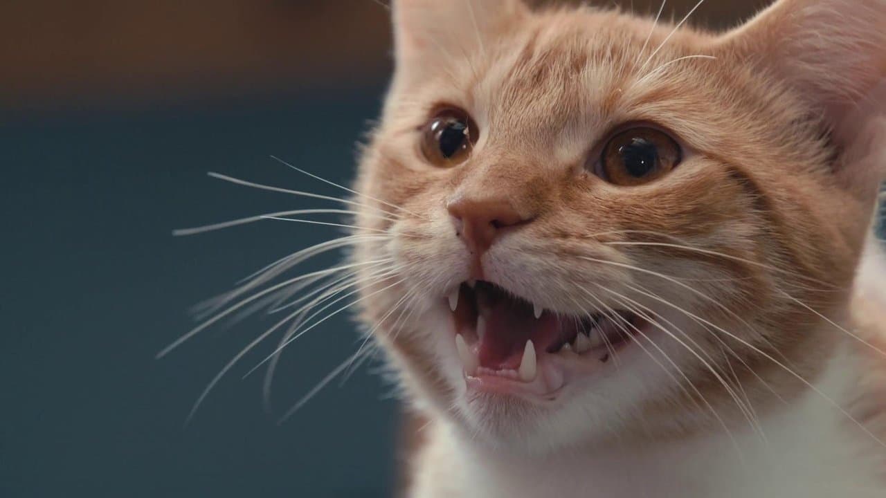 Notre langue aux chats