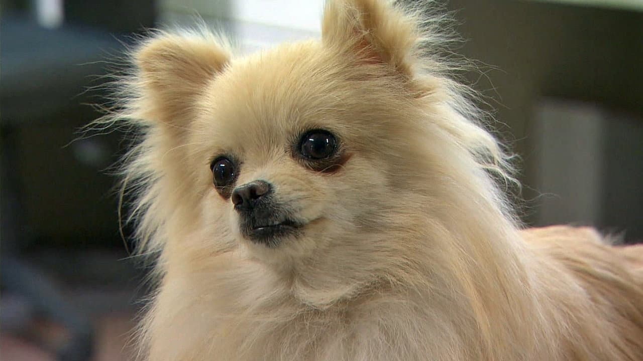 Inu wo Kau to Iu Koto