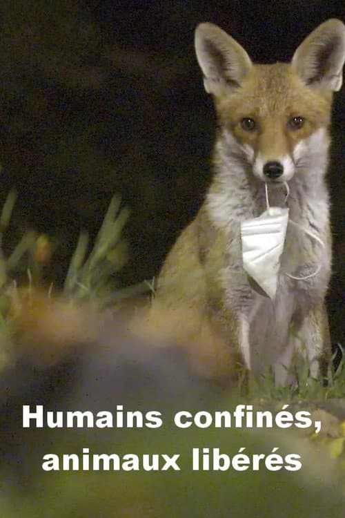 Humains confinés, animaux libérés