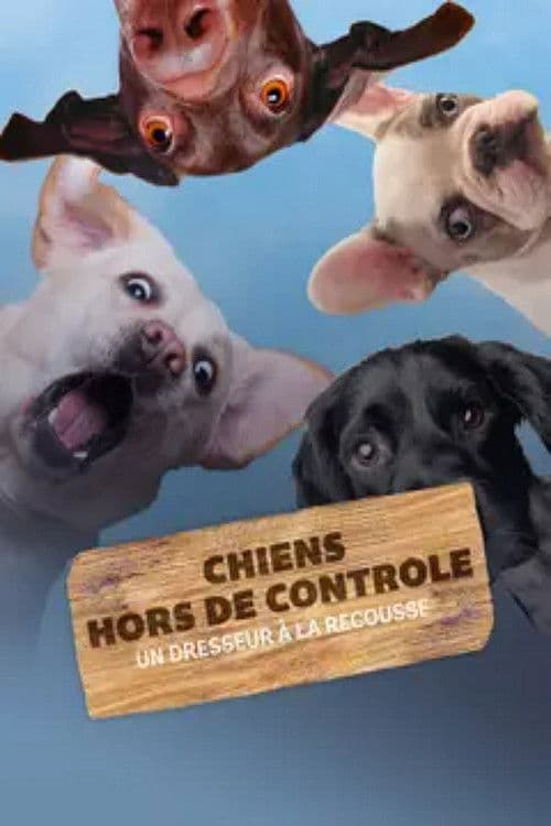 Chiens hors de contrôle : Un dresseur à la rescousse