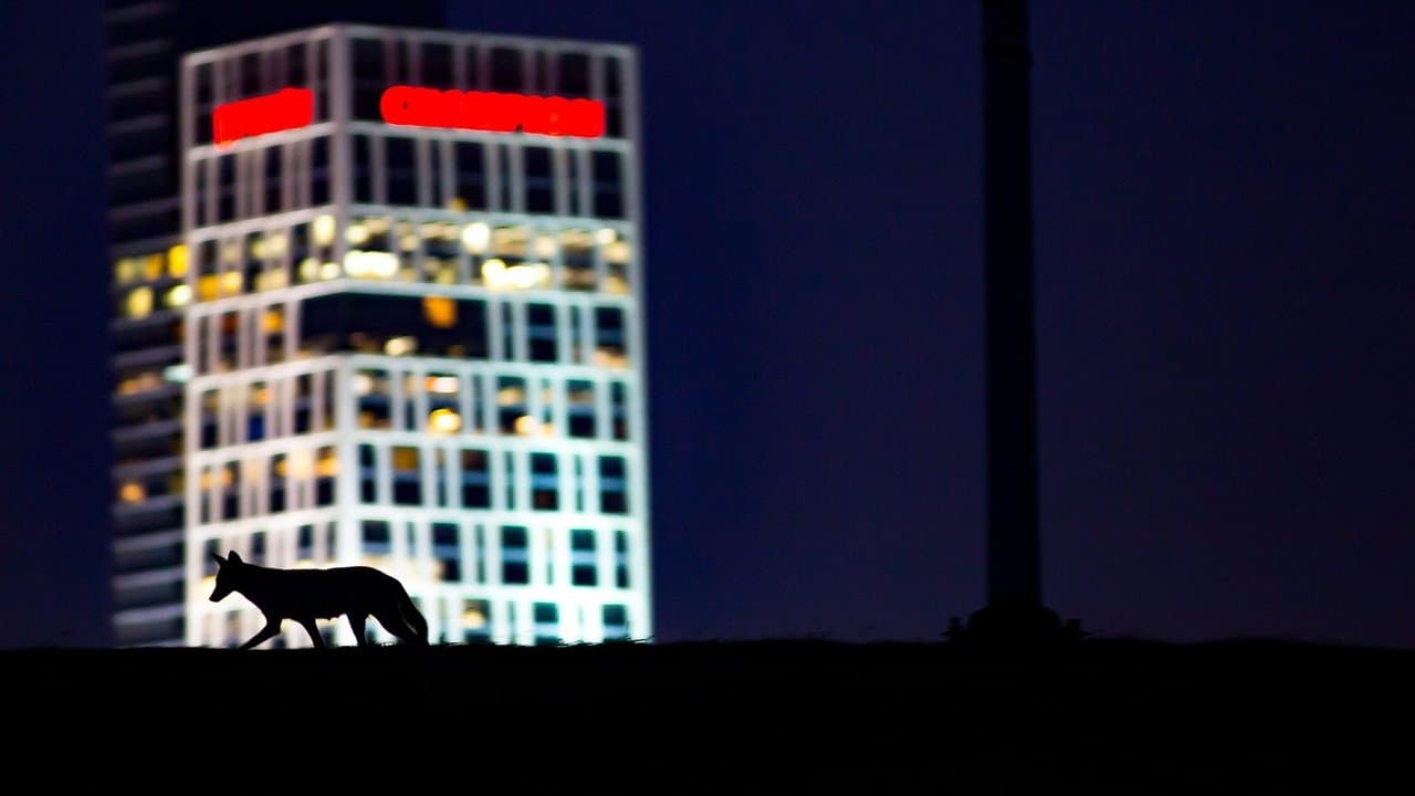 Des animaux dans la ville