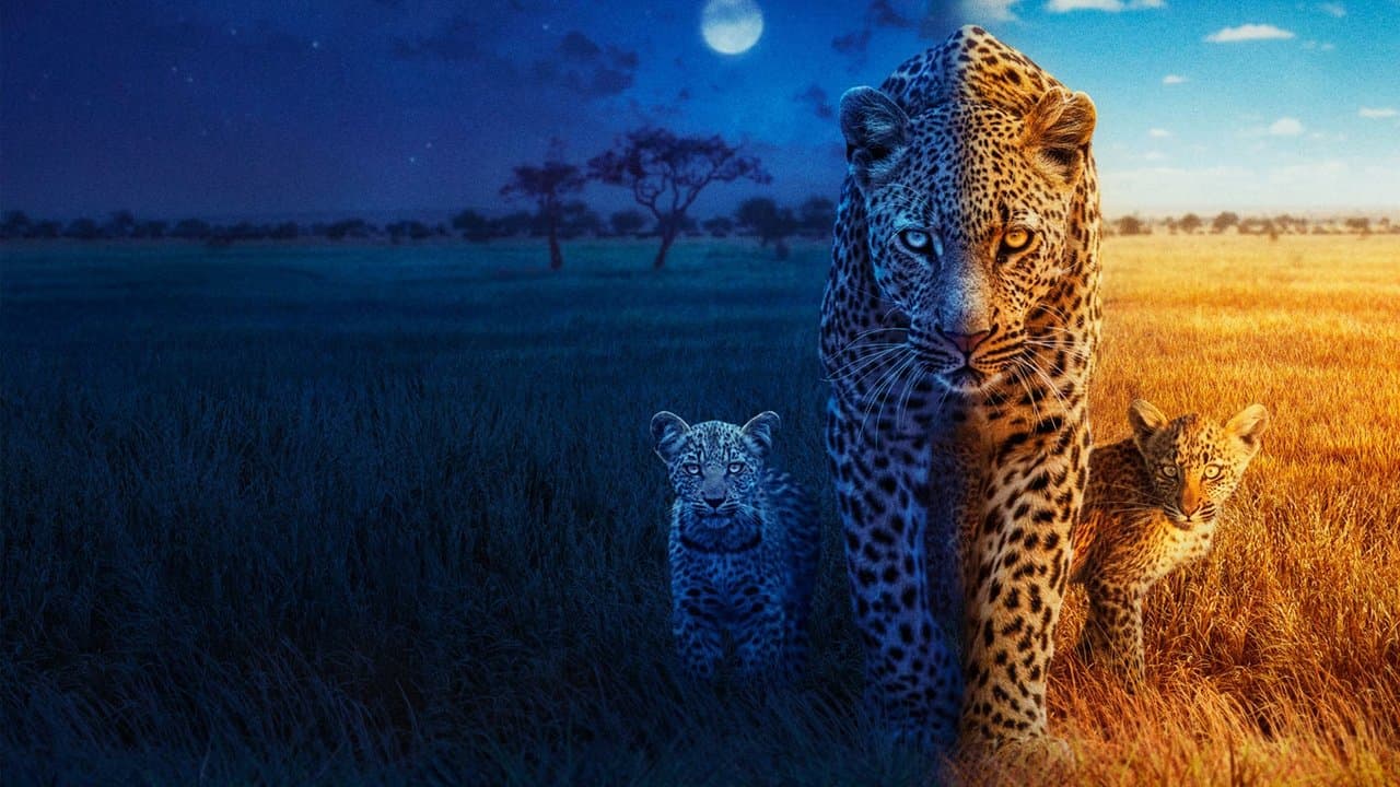 Sur la terre des grands félins